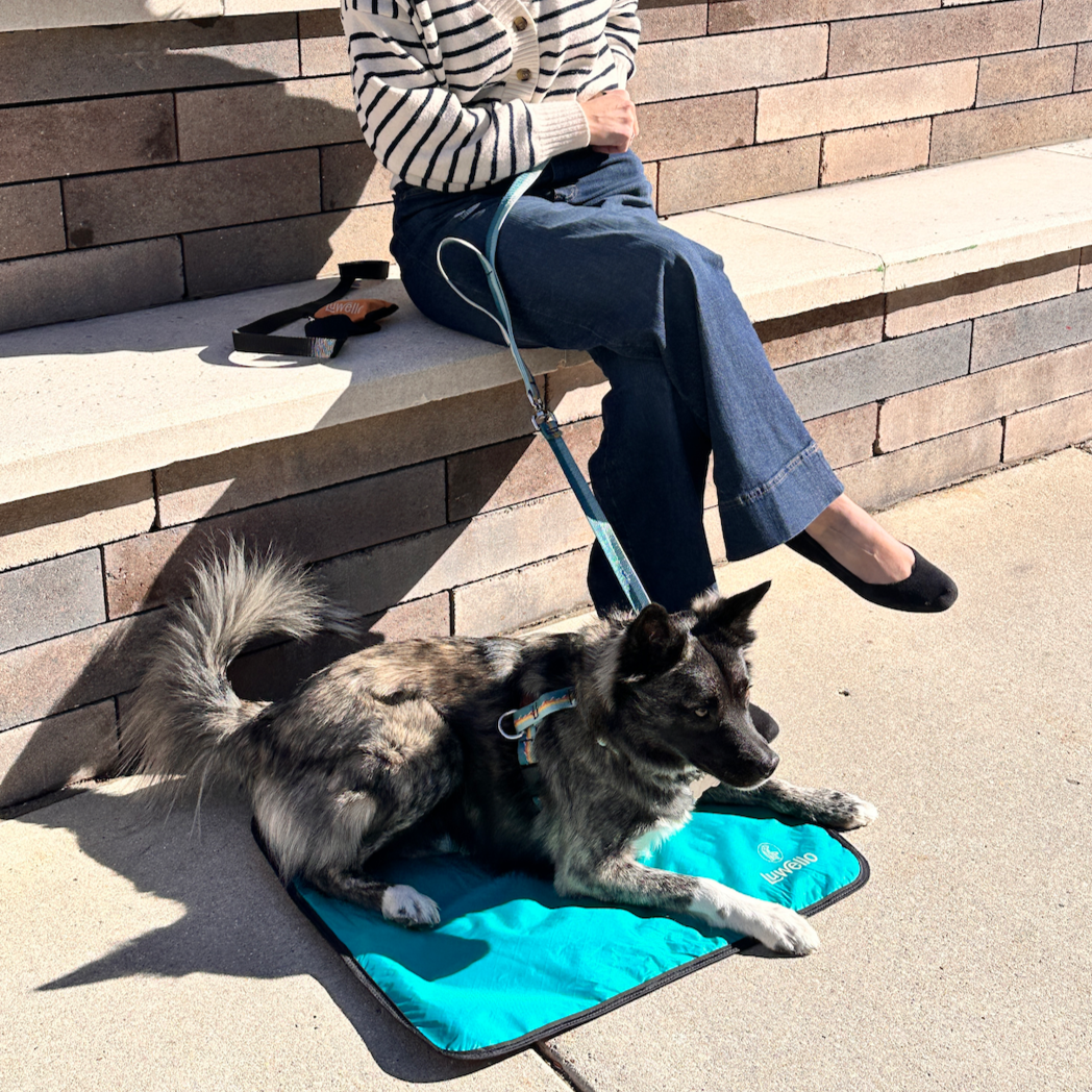 Portable Dog Settle Mat