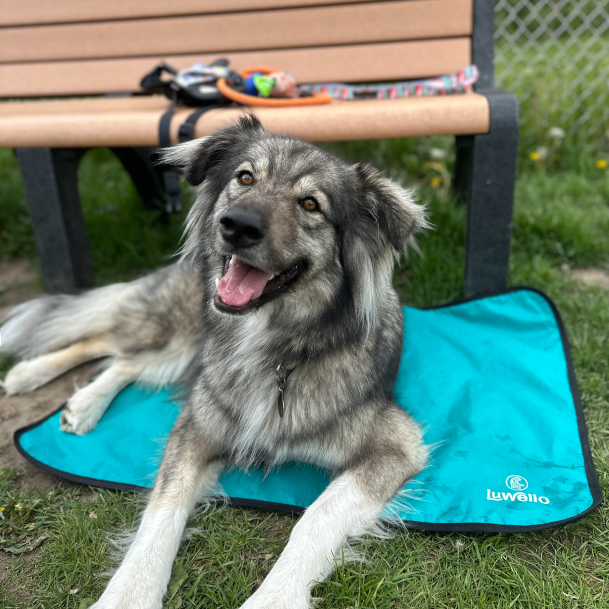 Portable Dog Bed
