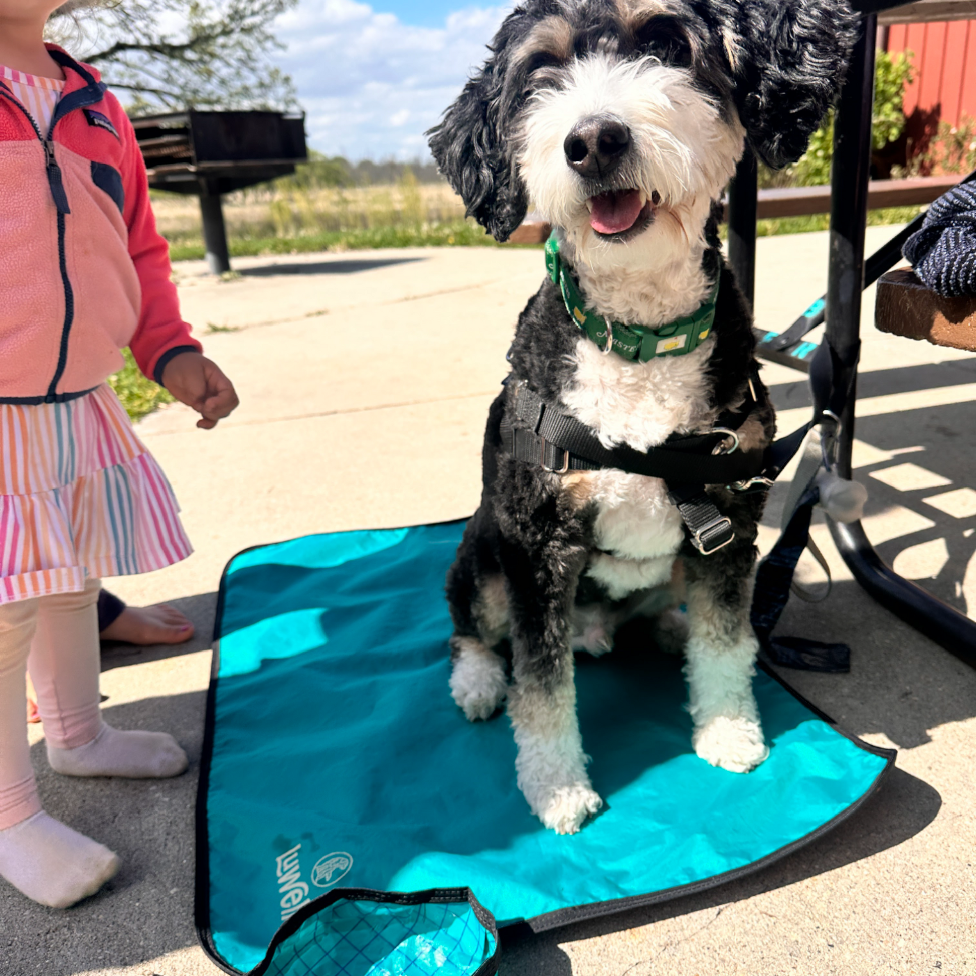 Place training dog mat for parks and cafes