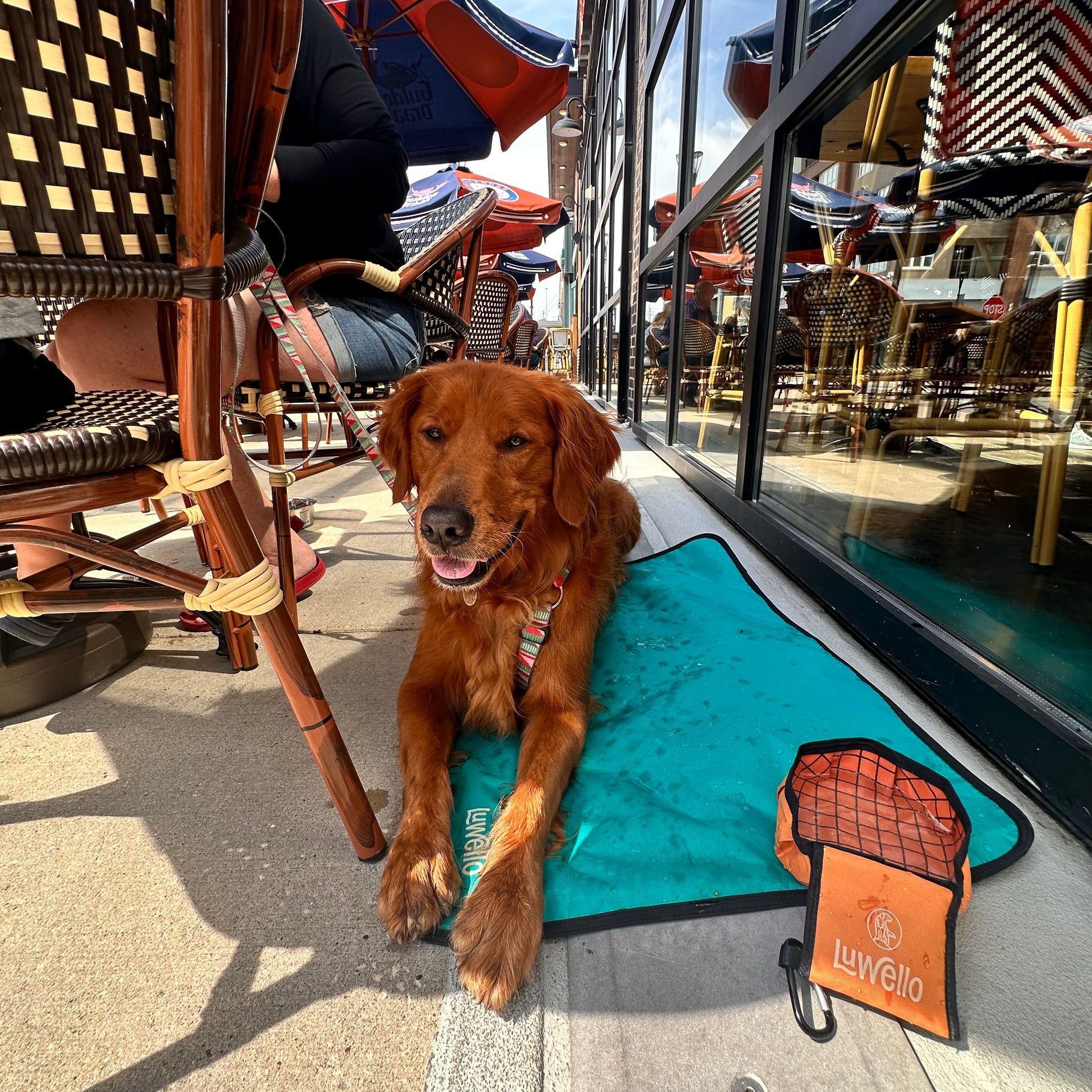 Dog Travel Bed and Bowl Set