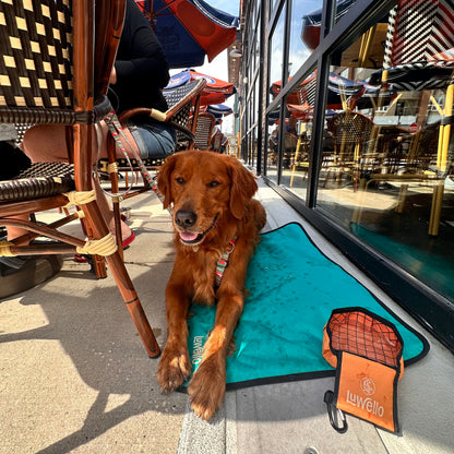 Dog Travel Bed and Bowl Set