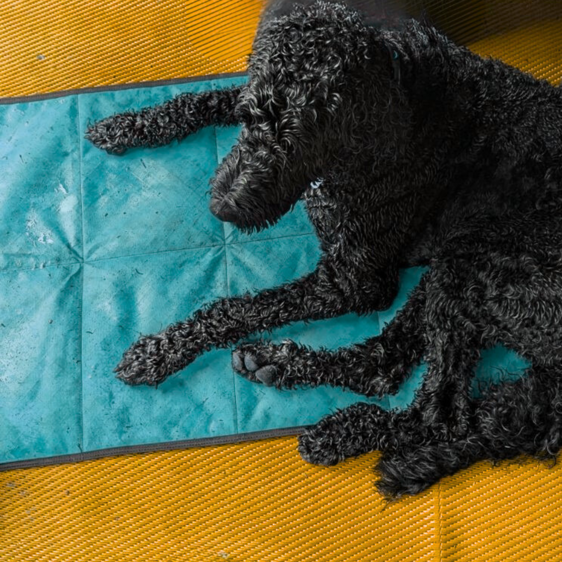 Dog Settle Mat for Camping and Travel