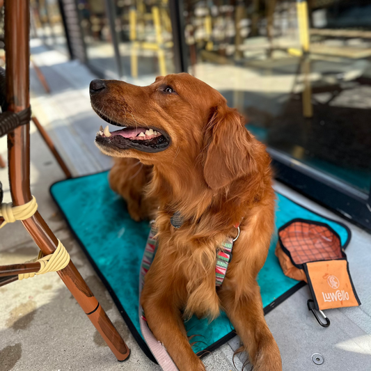 Travel Dog Mat