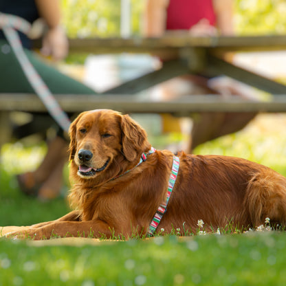 Dog Harness Luwello