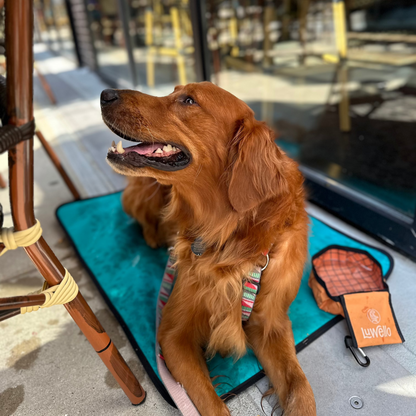 Travel Dog Mat and Bowl