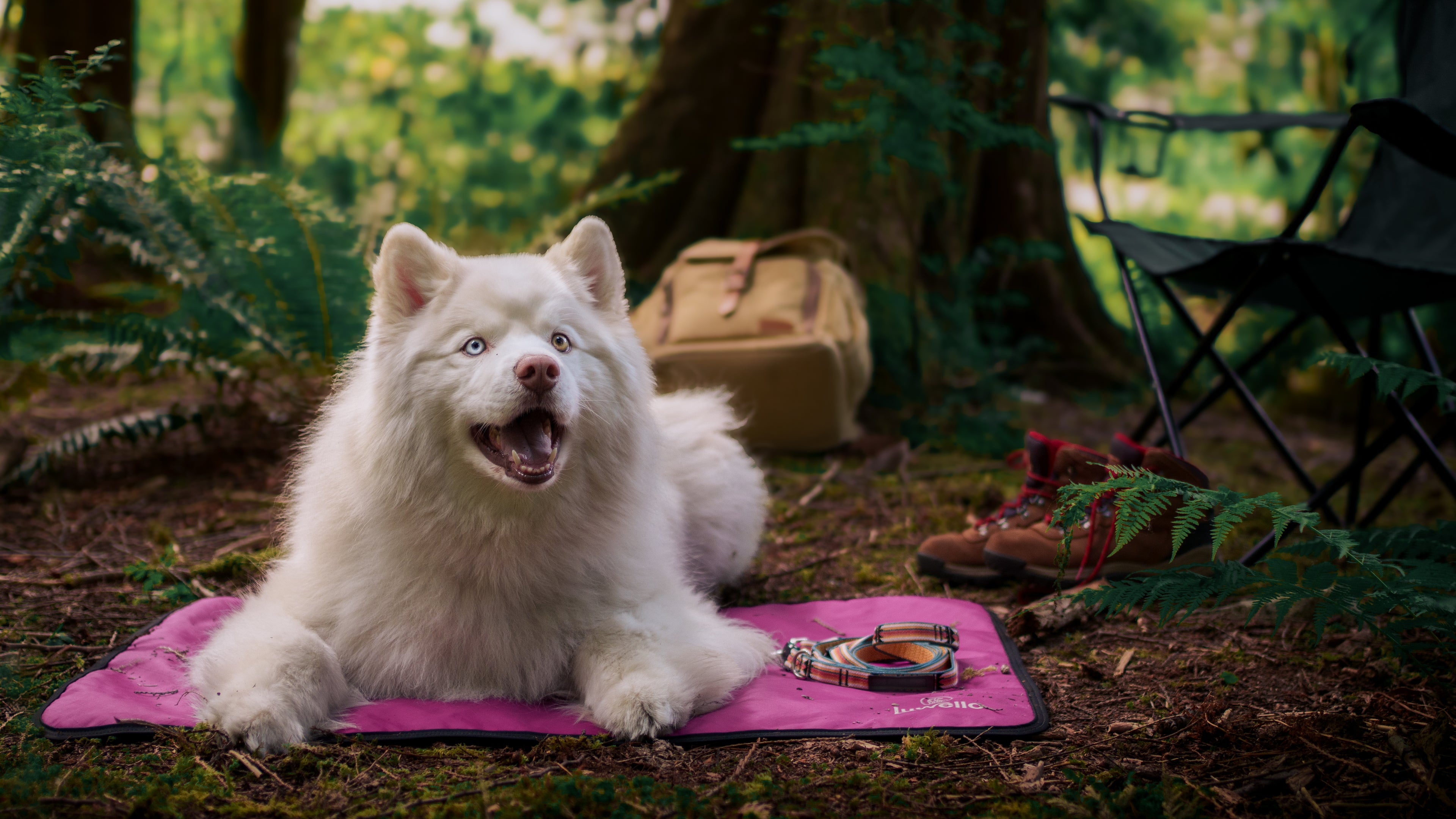 dog laying on settle mat with tether leash | Luwello