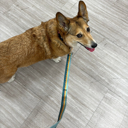 Dog leash for airport hands free