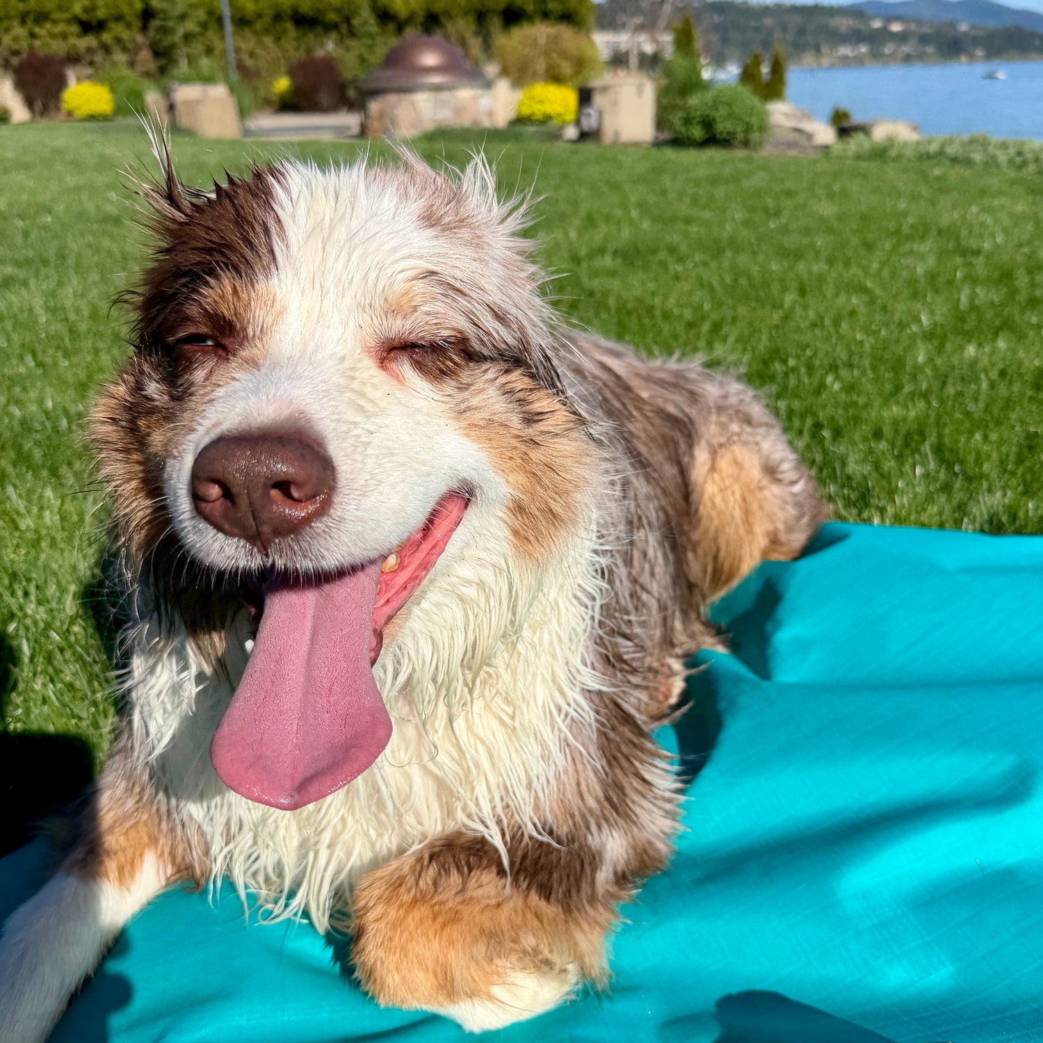 Settle mat in a park with wet dog 