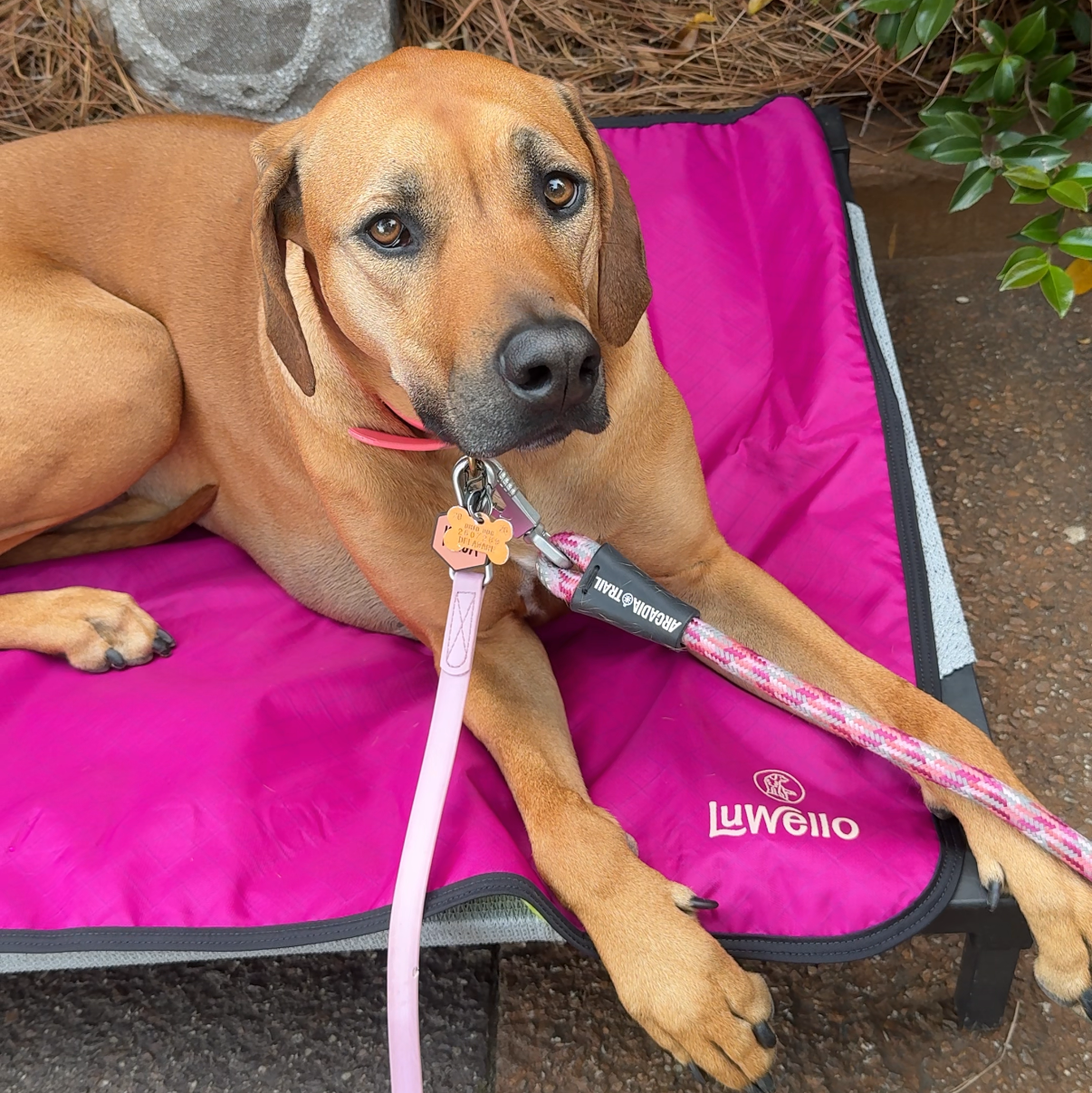 Rhodesian on settle mat