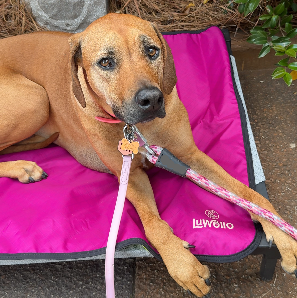 Rhodesian on settle mat