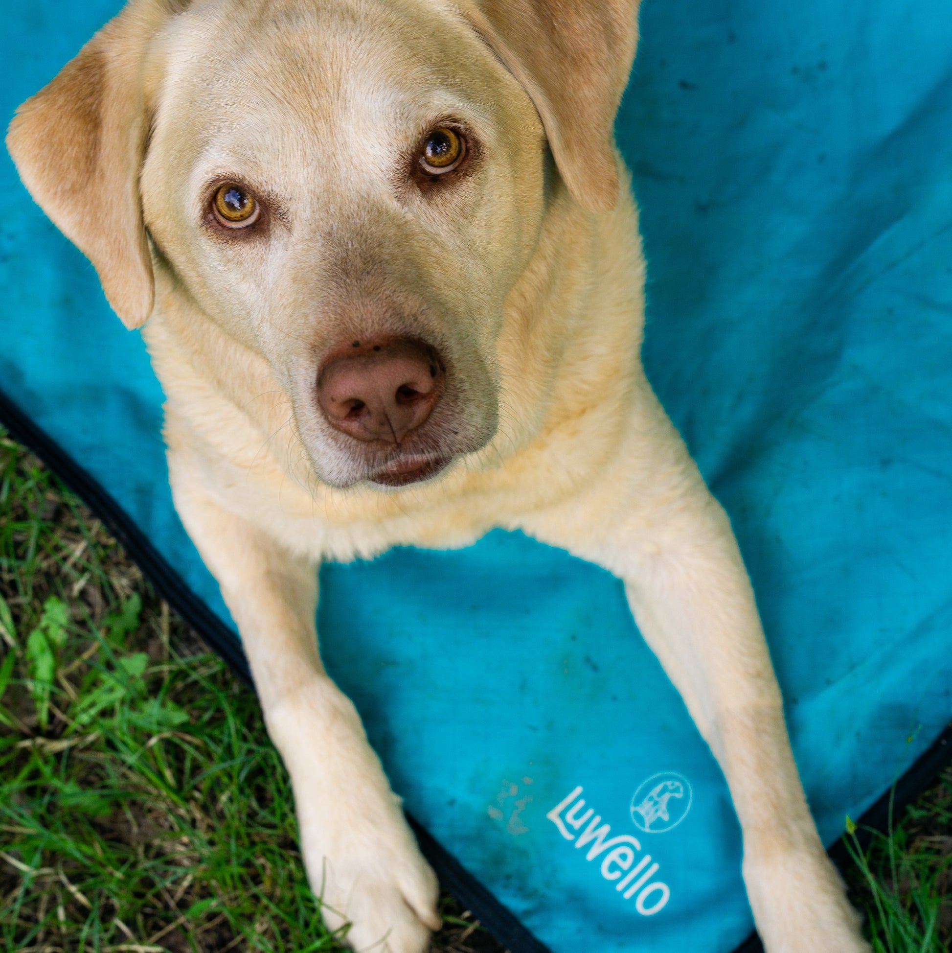 Yellow lab on settle mat with rubber back