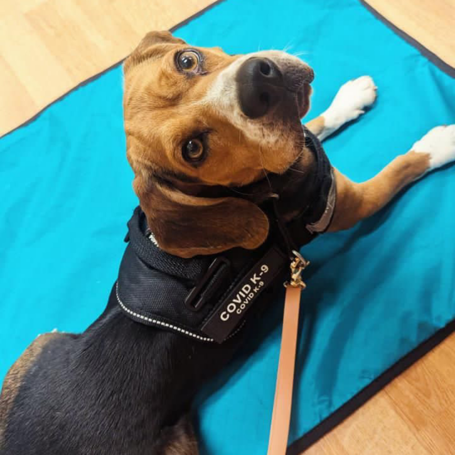 Medium Portable Dog Settle Mat in Tropic Teal used for service dog training