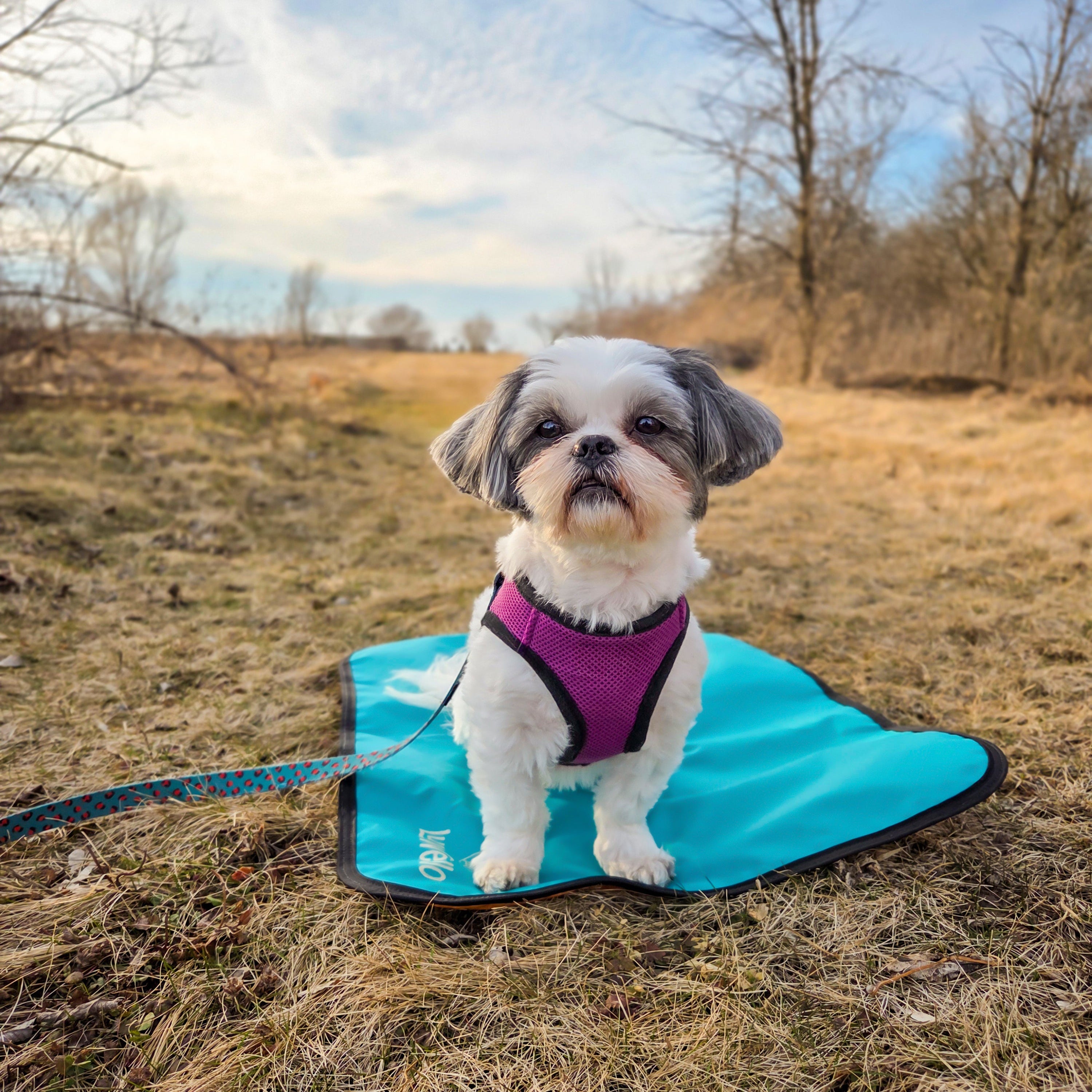 Calm dog hiking mat