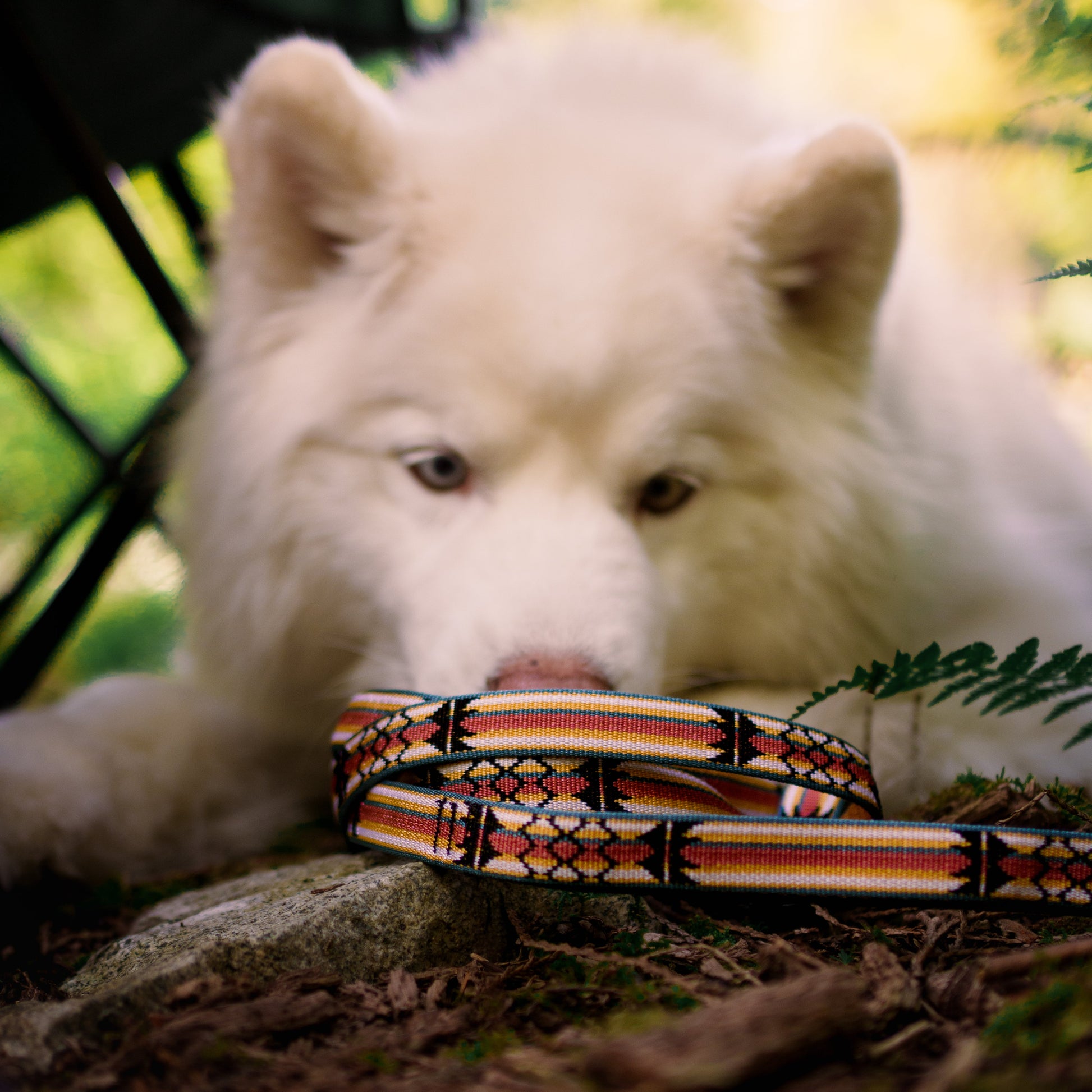 dog resting with tether leash