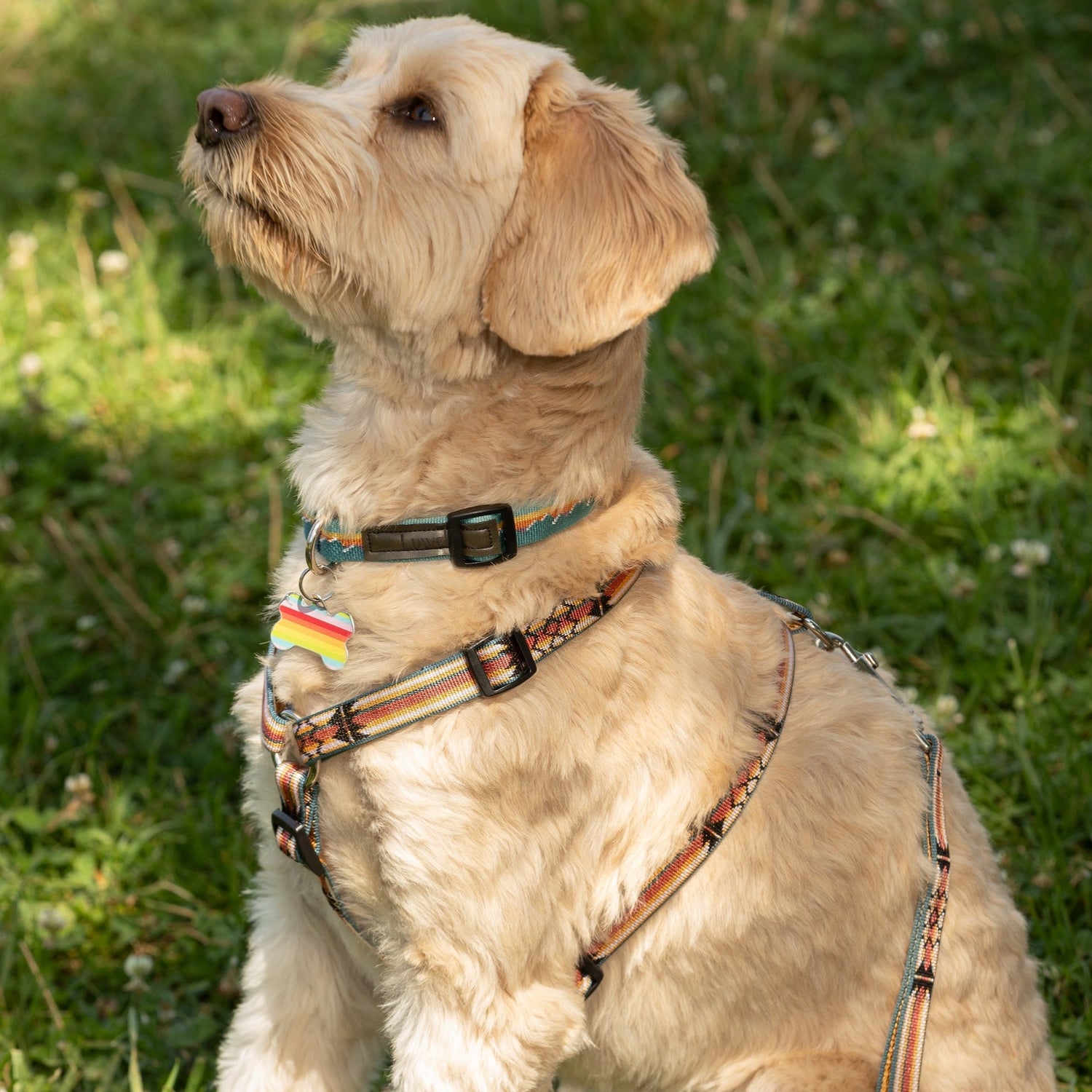 Harness for trachea collapse on dog