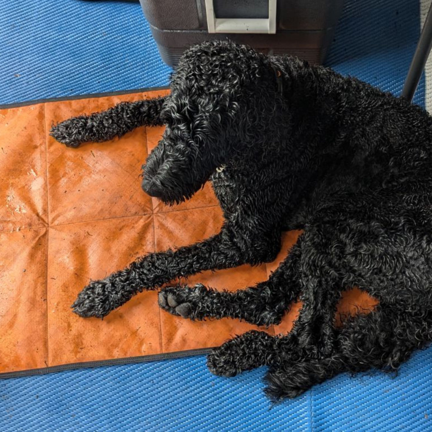 City Dog Mat with Carrying Strap