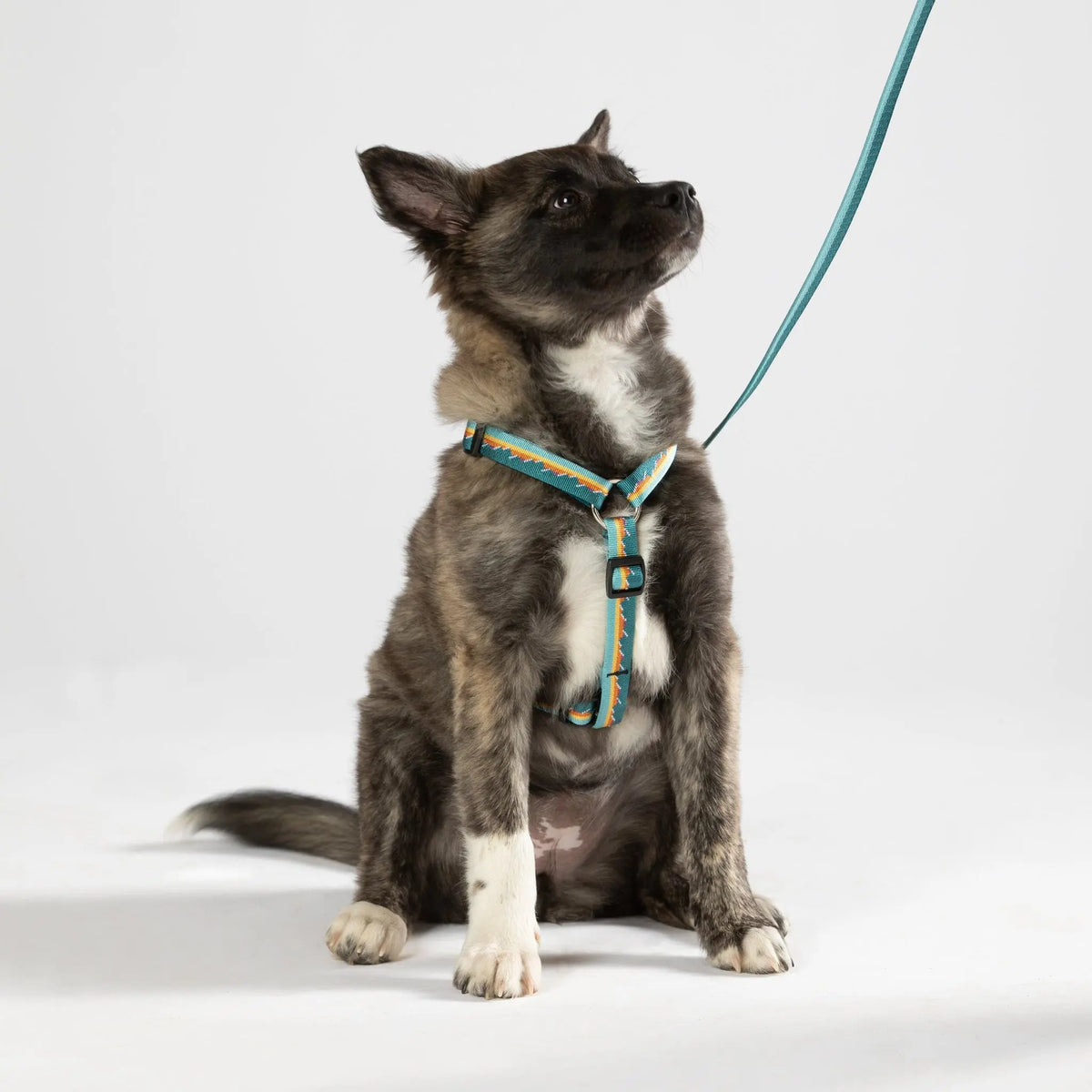 #mountains_collar# - #boonsgear#