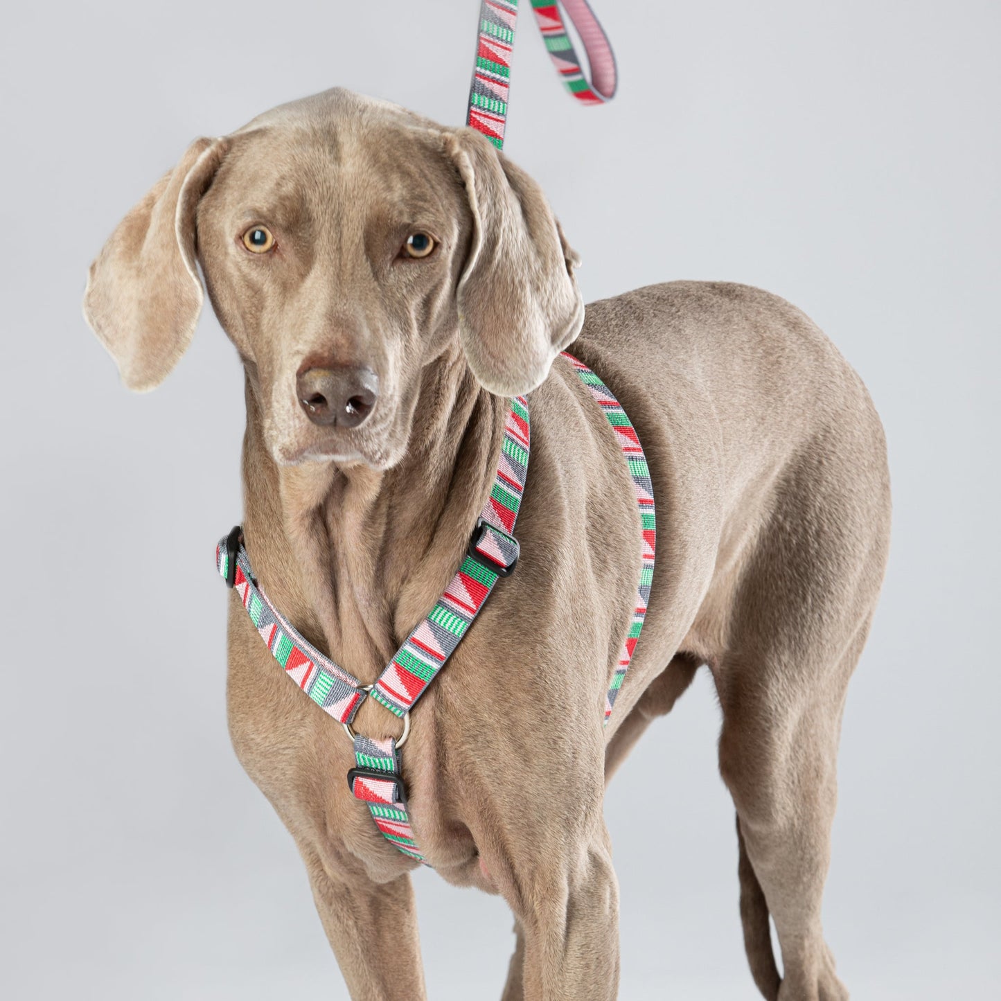 #dog_harness# - #luwello#