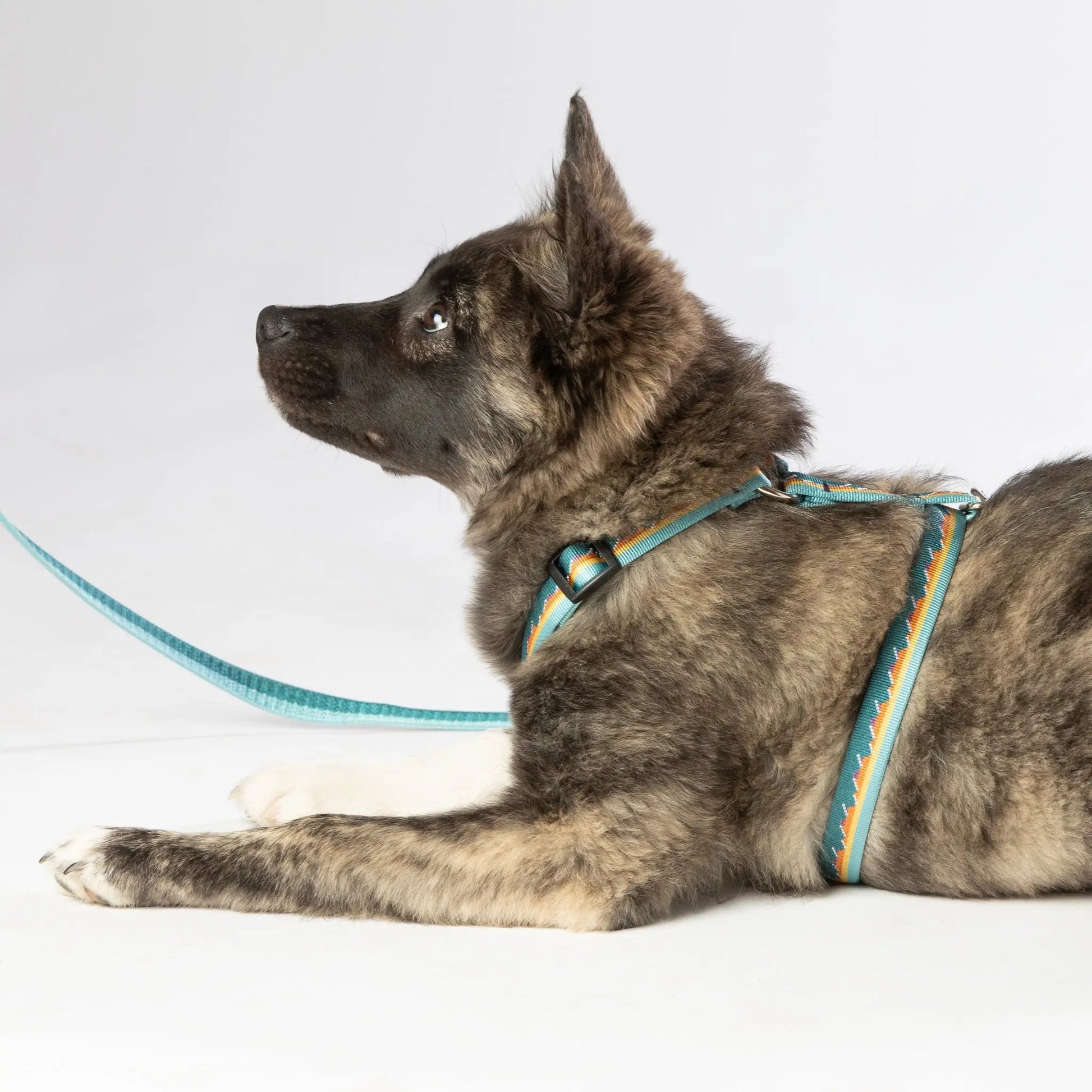 #mountains_collar# - #boonsgear#