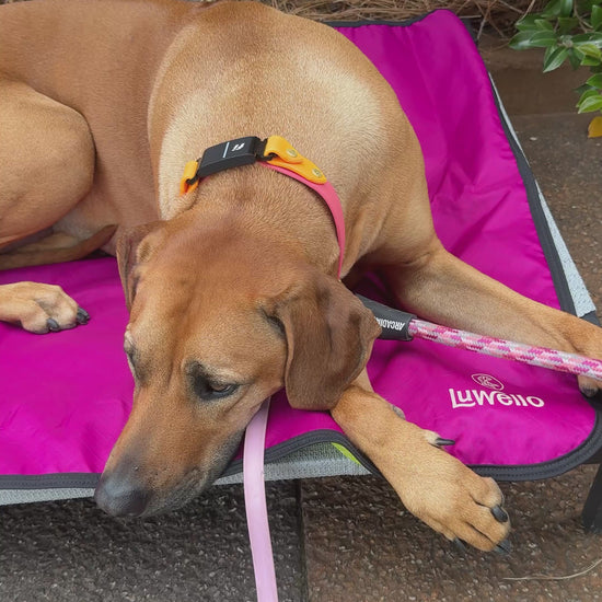 Rhodesian on settle mat video
