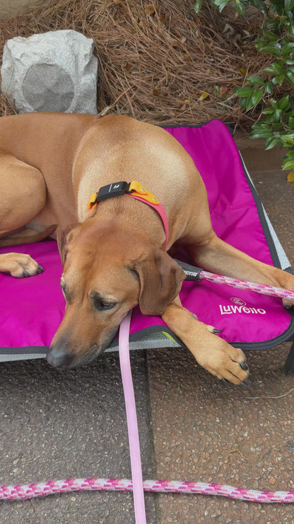 Rhodesian on settle mat video