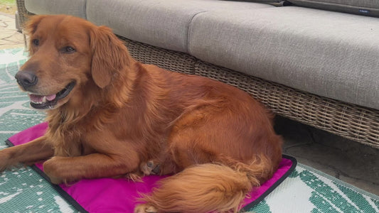 Portable Dog Settle Mat