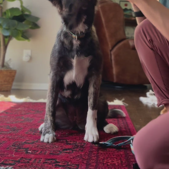 Dog Harness How-To Luwello