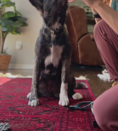 Dog Harness How-To Luwello