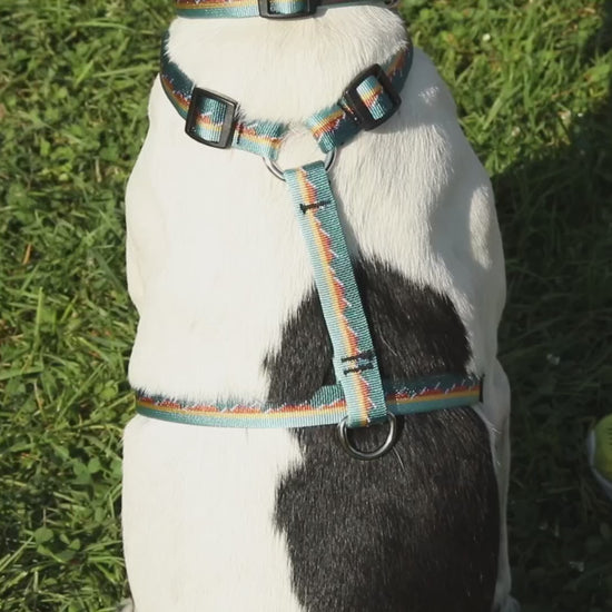 How to Belt Leash Luwello