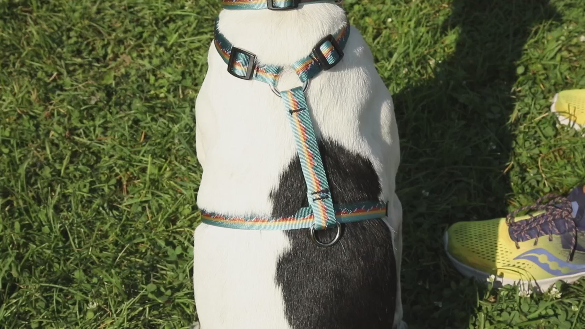 How to Belt Leash Luwello